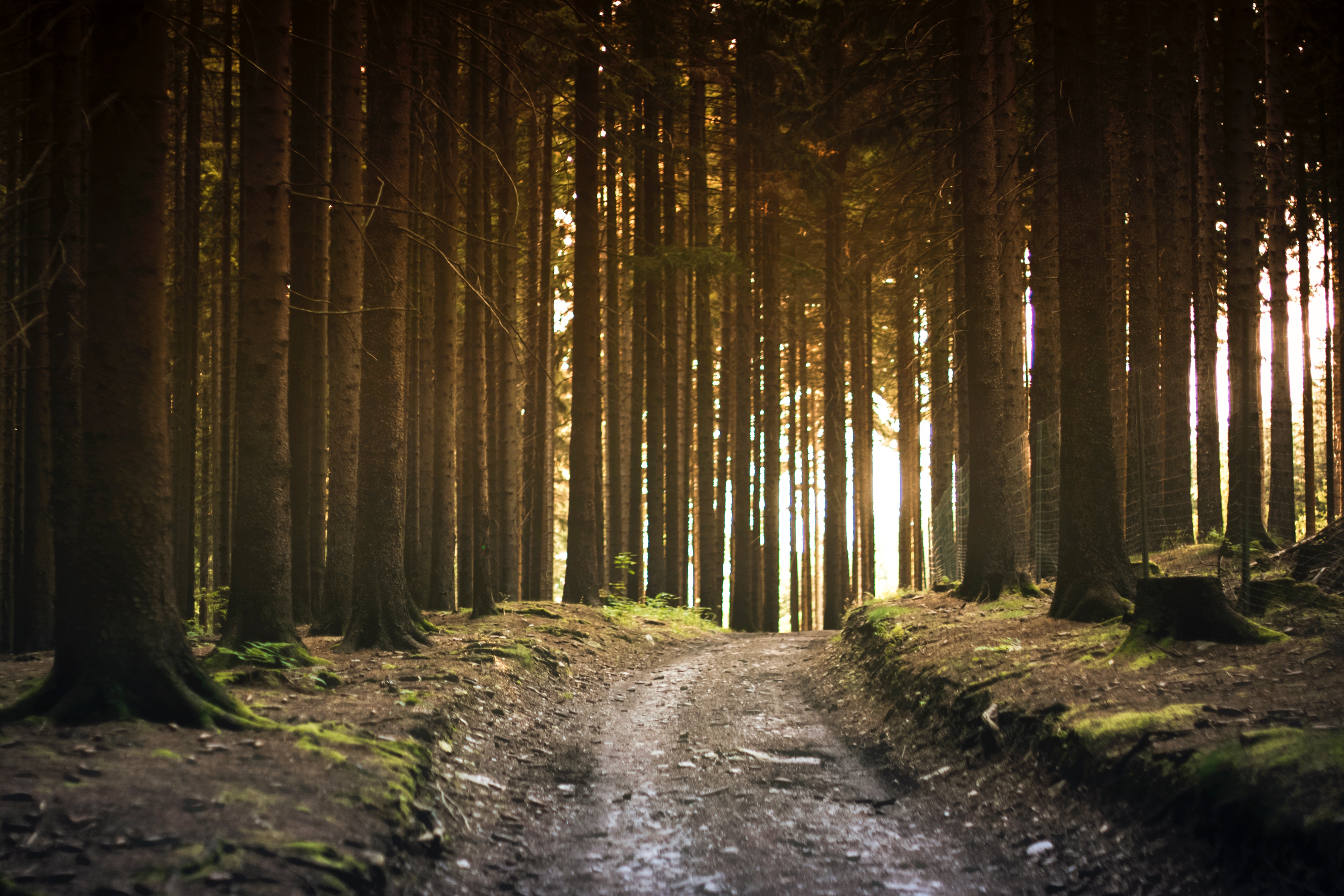 wald
